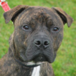 Appledown Rescue Dog